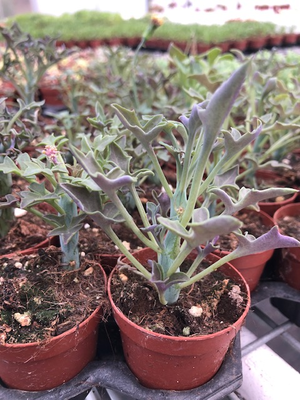 senecio articulatus1